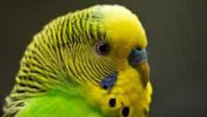 Как да се определи възрастта на папагала, разграничава младия папагал от старото